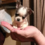 Chihuahua mini (foto #1)