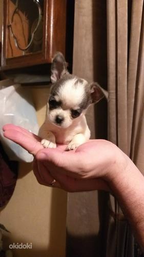 Chihuahua mini (foto #1)