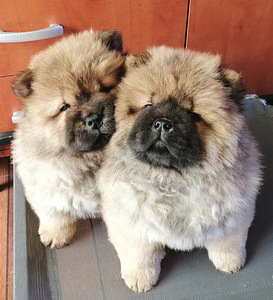 Chow chow kutsikad (1 foto / 3)