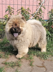 Chow-chow kutsikad (1 foto / 2)