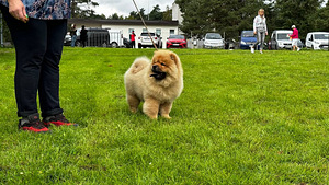 Chow chow kutsikad (3 foto / 4)