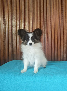 Papilloni kutsikad (6 foto / 9)