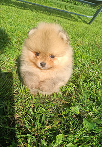 Pomeranian spitsi kutsikas (3 foto / 3)