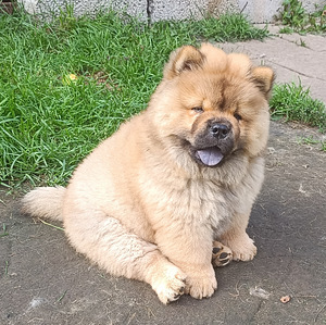 Chow Chow kutsikad (2 foto / 6)