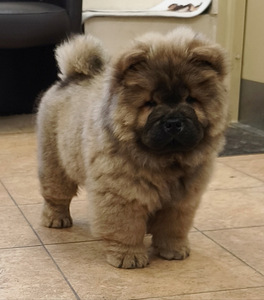 Chow Chow kutsikad (2 foto / 4)