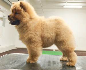 Chow chow (1 foto / 2)