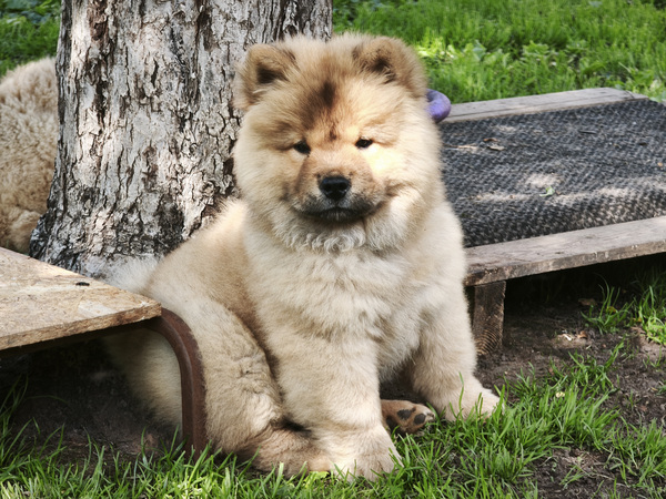 Chow chow