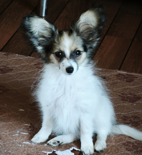 Papilloni kutsikad
