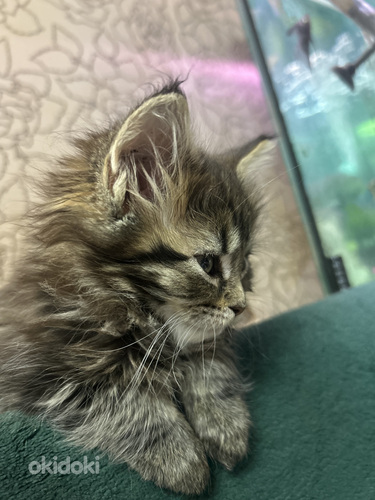 Maine Coon kassipojad