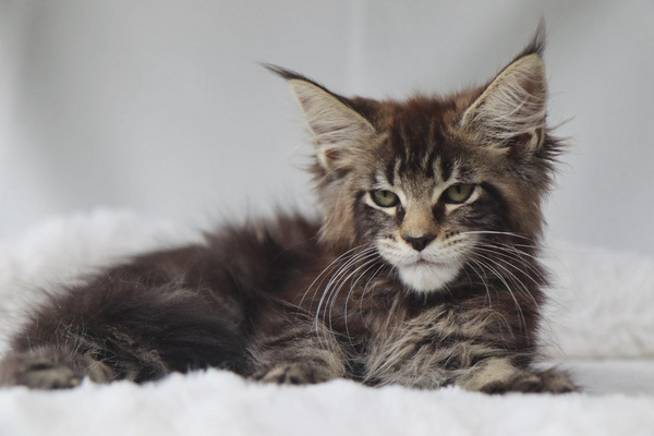 Maine Coon