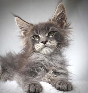 Maine Coon (1 foto / 3)