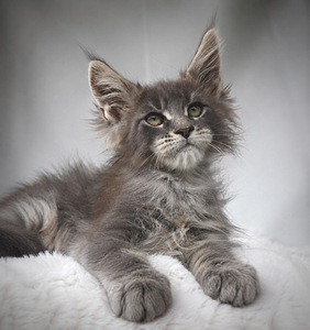 Maine Coon (2 foto / 3)