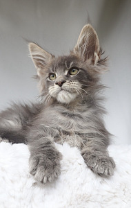 Maine Coon (3 foto / 3)