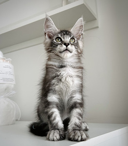 Maine Coon (3 foto / 4)