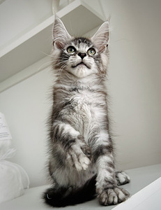 Maine Coon (4 foto / 4)
