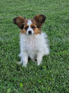Papillon (1 foto / 2)
