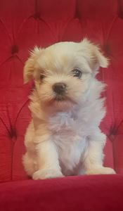 Maltese / Malta koer (4 foto / 4)