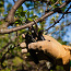 Puude lõikamine ja heki pügamine (foto #1)