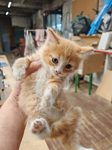 Котята (1 фото из 2)