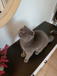 Annan kassitõu Scottish Fold | Ma annan kassile tõu (1 foto / 2)