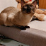 Сиамский котик (фото #5)