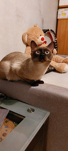 Сиамский котик (4 фото из 5)