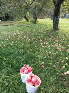 Lepa tee 74, Kiviõli, Lüganuse vald, Ida-Virumaa (4 фото из 15)