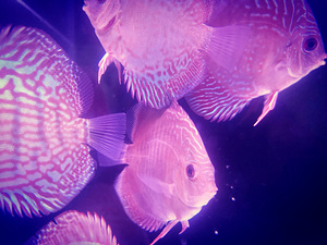 Discus (2 foto / 9)