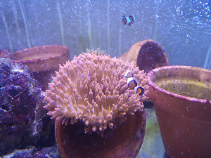Kohandatud akvaarium, e/l (2 foto / 2)