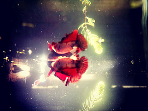 Võitluskalad // Betta (plakat) (8 foto / 10)