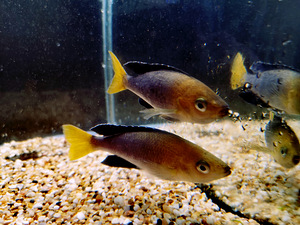 Cyprichromis leptosoma (7 foto / 10)