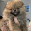 Pomeranian poika (valokuva #2)