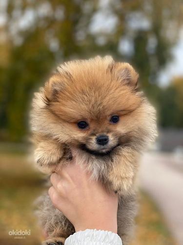 Pomeranian poika (valokuva #5)