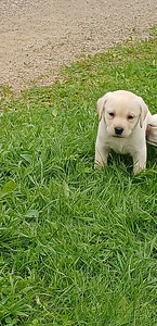 Labradors (2 foto no 6)