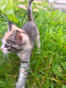 Продаются котята (1 фото из 9)