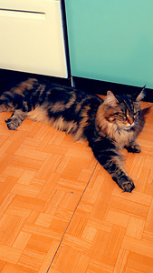 Hea ja rahulik Maine Coon Chanel otsib peret (4 foto / 10)