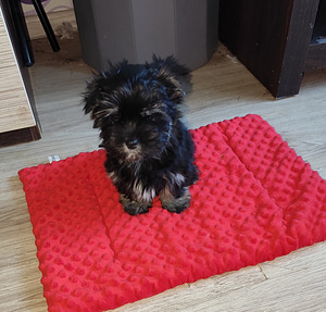 Black Maltese. (1 фото из 4)