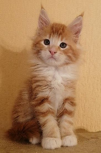 Котята мейн кун с родословной (4 фото из 7)