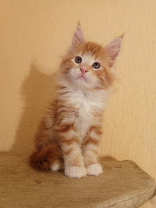 Котята мейн кун с родословной (6 фото из 7)