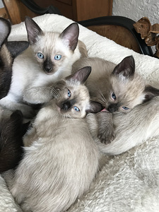 Siiami kassipojad (4 foto / 8)