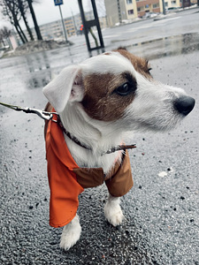 Jack Russell paarituseks (3 foto / 4)
