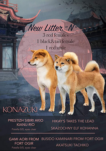Shiba Inu (5 foto / 5)