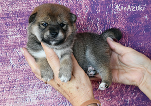 Shiba Inu (1 foto / 5)