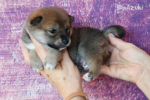 Shiba Inu (4 foto / 5)