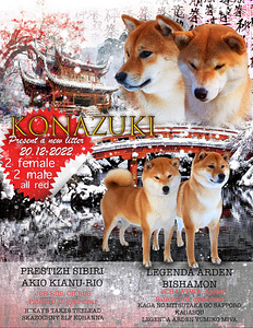 💖Shiba inu girls💖 (4 foto / 6)