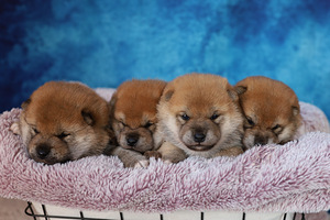 💖Shiba inu girls💖 (1 foto / 6)