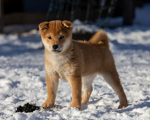 Shiba Inu boy (1 foto / 4)