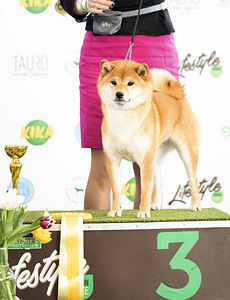 Девочка Shiba inu (5 фото из 6)