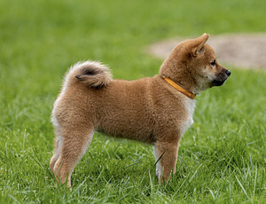 Девочка Shiba inu (3 фото из 6)