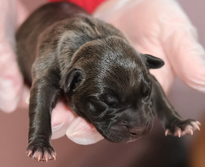 Amerikanpitbullterrierin pentu (3 valokuva sivusta 6)